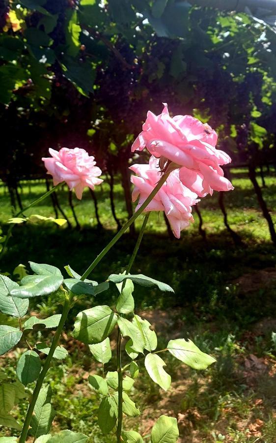 فندق Relais Divino آلا المظهر الخارجي الصورة